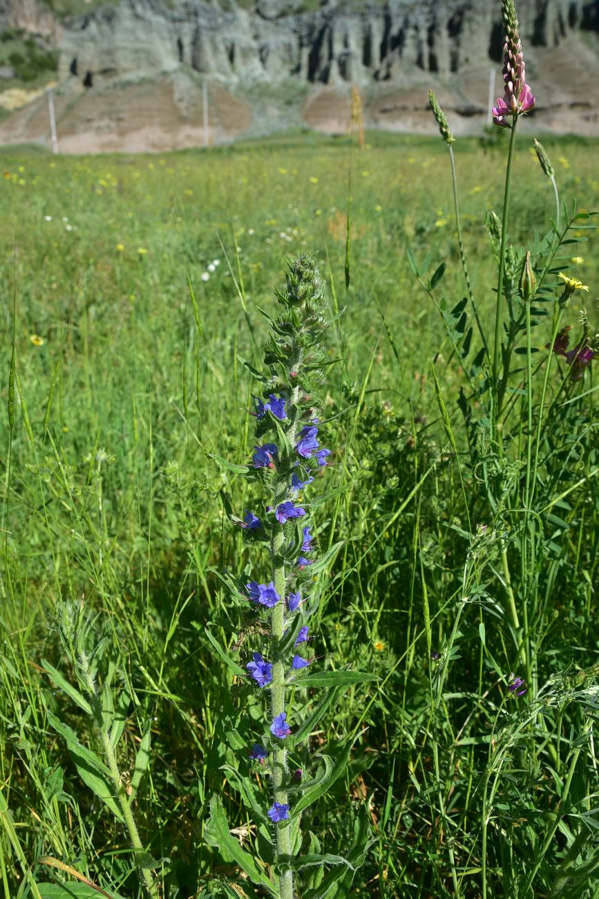 Image of Unknown species specimen.