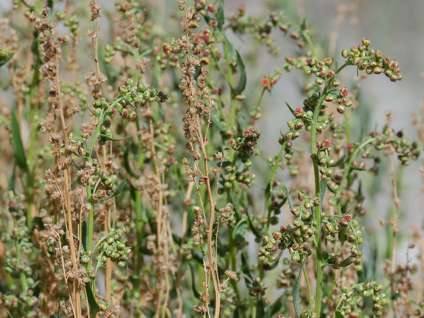 Изображение особи Artemisia pamirica.
