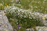 Minuartia circassica. Цветущие растения. Карачаево-Черкесия, Карачаевский р-н, ущ. ручья Тырменлыкол, 2950 м н.у.м., каменистый альпийский луг. 08.08.2026.