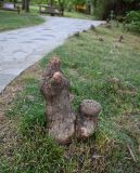 Taxodium distichum. Воздушные корни. Краснодарский край, г. Сочи, парк \"Дендрарий\". 17.08.2026.