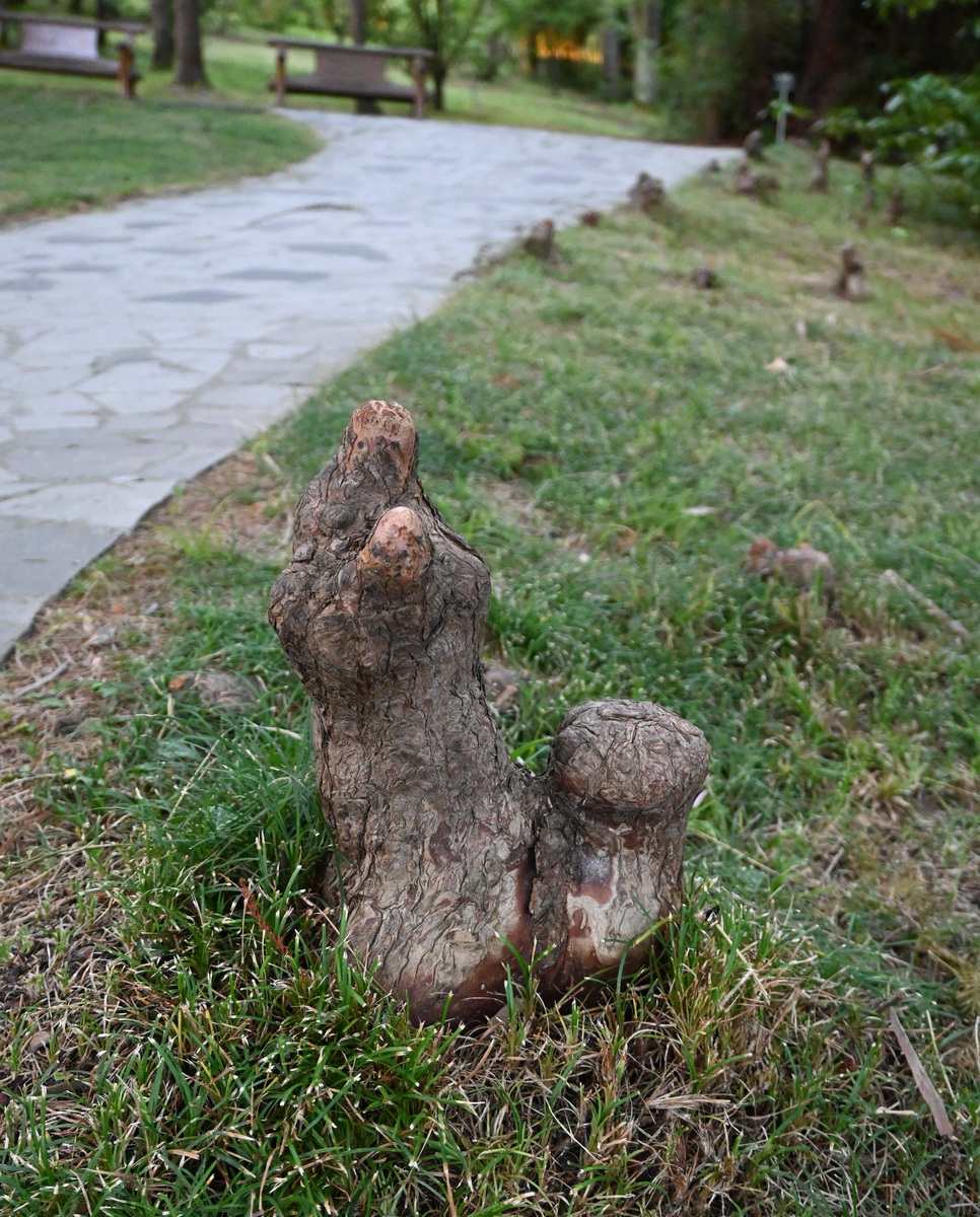 Изображение особи Taxodium distichum.