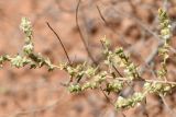 Salsola dzhungarica