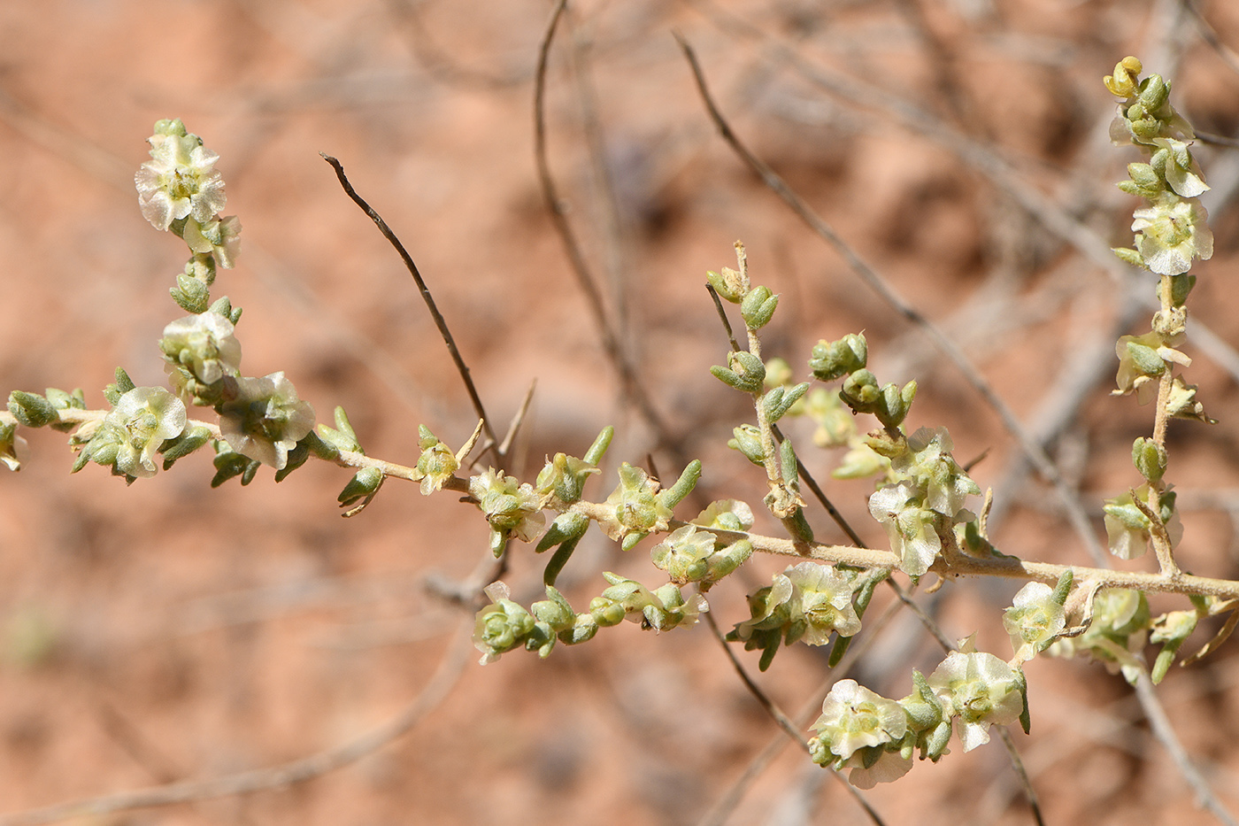 Image of Salsola dzhungarica specimen.