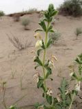Phlomoides boissieriana