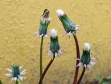 род Taraxacum