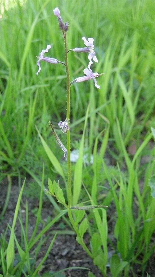 Image of Chorispora tenella specimen.