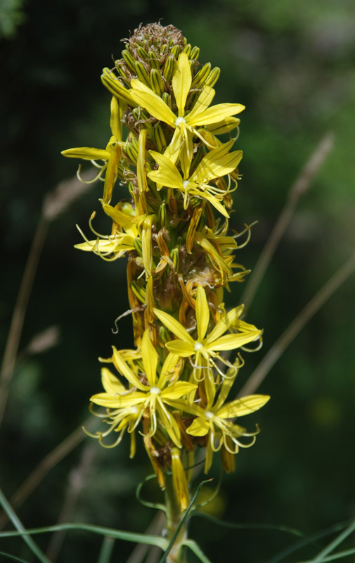 Изображение особи Asphodeline lutea.