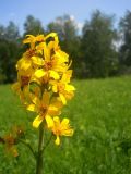 Ligularia glauca