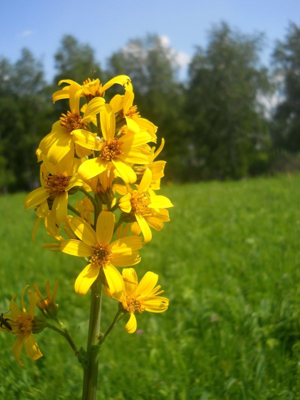 Изображение особи Ligularia glauca.