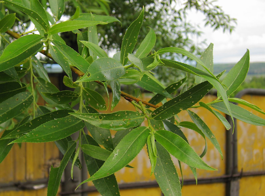 Image of Salix × fragilis specimen.