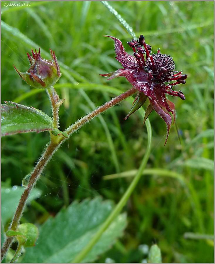 Image of Comarum palustre specimen.