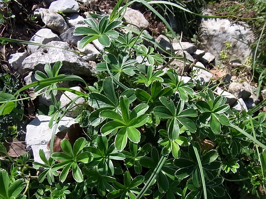 Image of genus Alchemilla specimen.