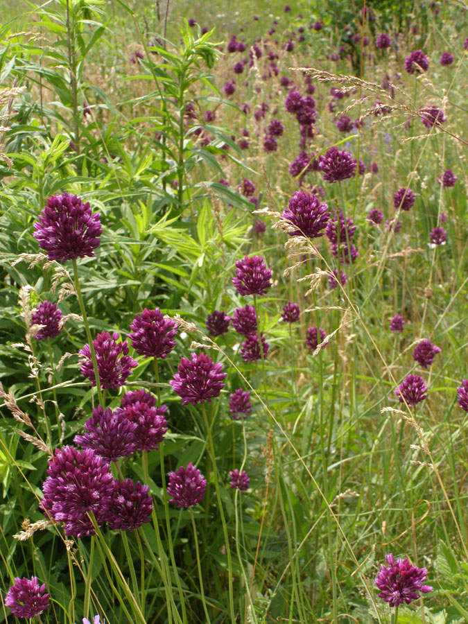 Image of Allium rotundum specimen.