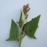 Atriplex prostrata