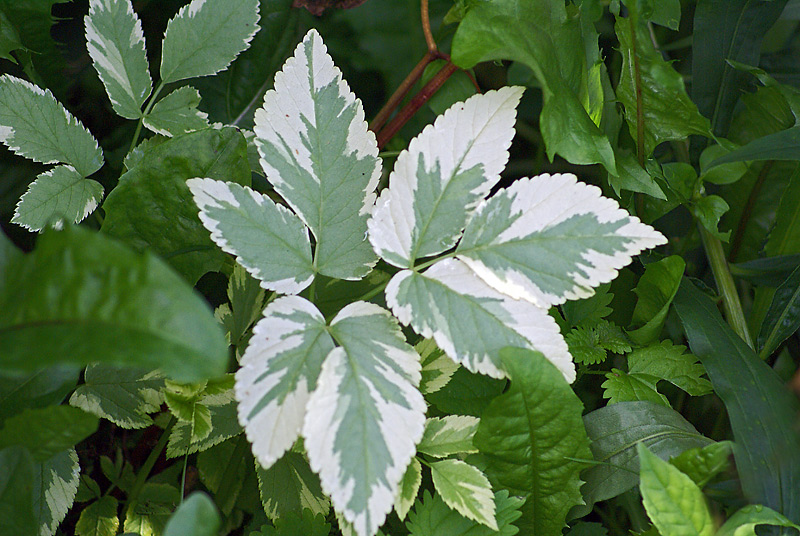 Image of Aegopodium podagraria specimen.