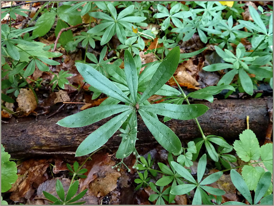 Изображение особи Galium odoratum.