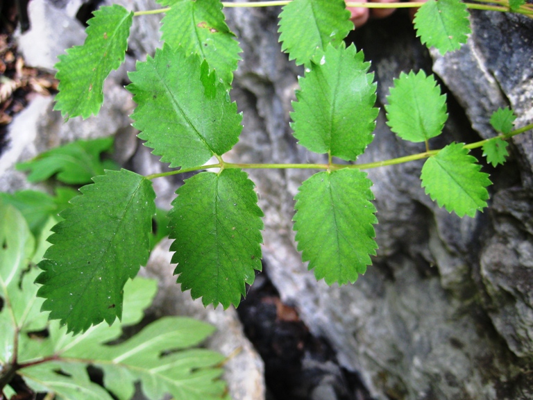 Image of Sanguisorba magnifica specimen.