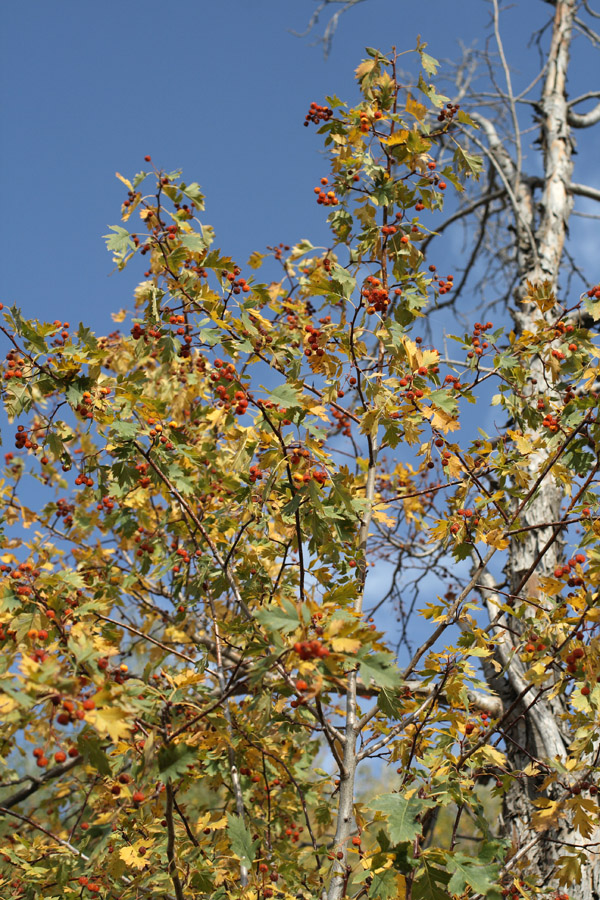 Изображение особи Crataegus korolkowii.