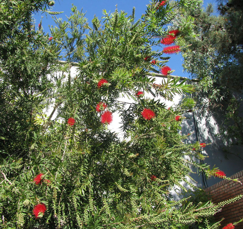 Image of Callistemon citrinus specimen.