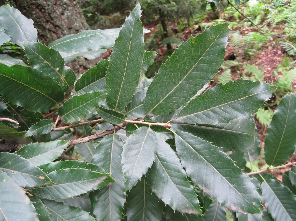Изображение особи Quercus variabilis.