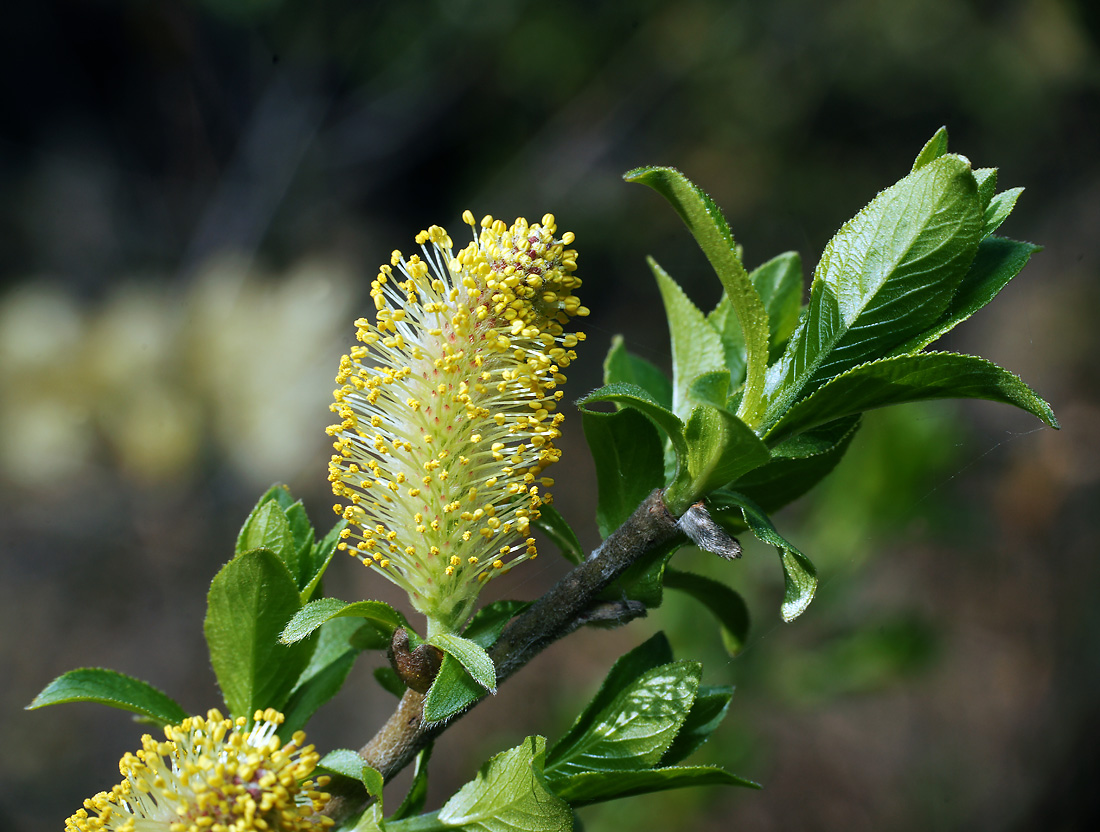 Изображение особи Salix myrsinifolia.