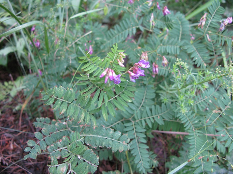 Изображение особи Vicia cassubica.