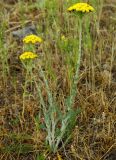 Pseudohandelia umbellifera. Цветущее растение. Казахстан, Жамбылская обл., Таласский р-н, горки юго-западнее пос. Тамды. 07.05.2011.