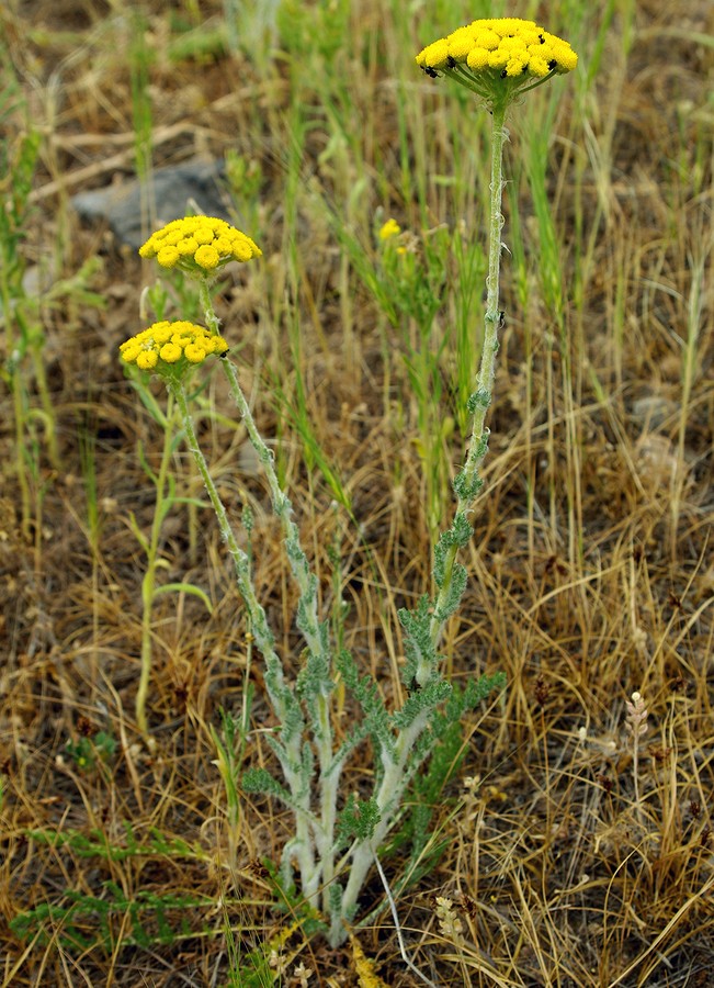 Image of Pseudohandelia umbellifera specimen.