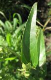 Atriplex sagittata