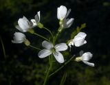 Cardamine pratensis. Соцветие (диаметр цветков - 1-2 см). Киев, Святошинский лес - широколиственная тенистая часть, мелководный, иногда высыхающий край лесного болота. 15 мая 2008 г.