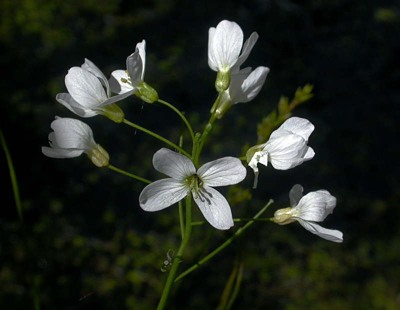 Изображение особи Cardamine pratensis.