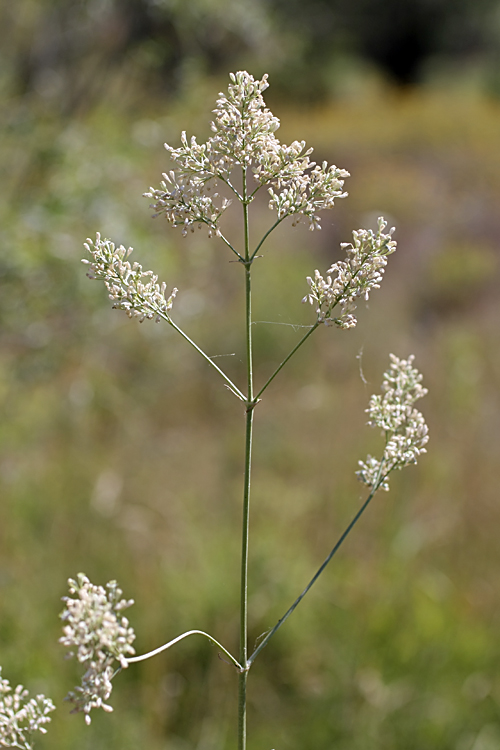 Изображение особи Silene wolgensis.