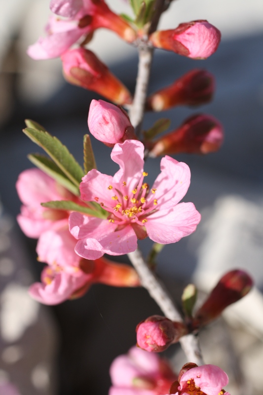 Изображение особи Amygdalus nana.