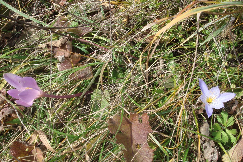 Image of Crocus speciosus specimen.