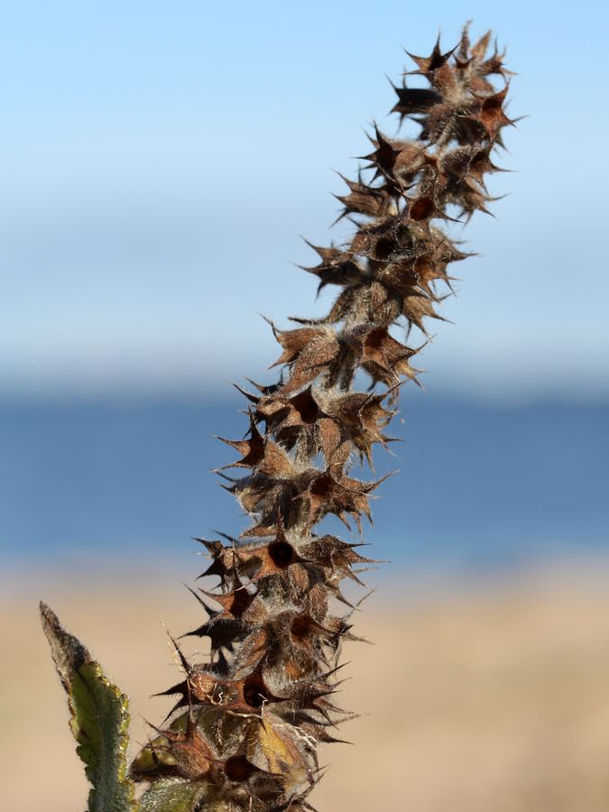 Image of Stachys palustris specimen.