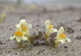 Linaria japonica. Цветущее растение. Северный Сахалин, Ногликский р-н, зал. Чайво, Северная коса, берег моря. 05.08.2011.