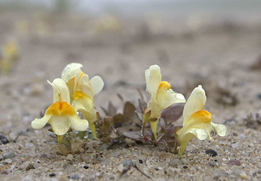 Image of Linaria japonica specimen.