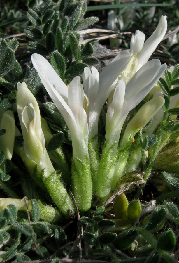 Изображение особи Astragalus rupifragus.