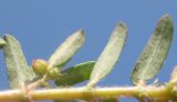 Euphorbia maculata. Опушение нижней стороны листьев. Абхазия, пос. Цандрипш, на песке. 26.08.2011.