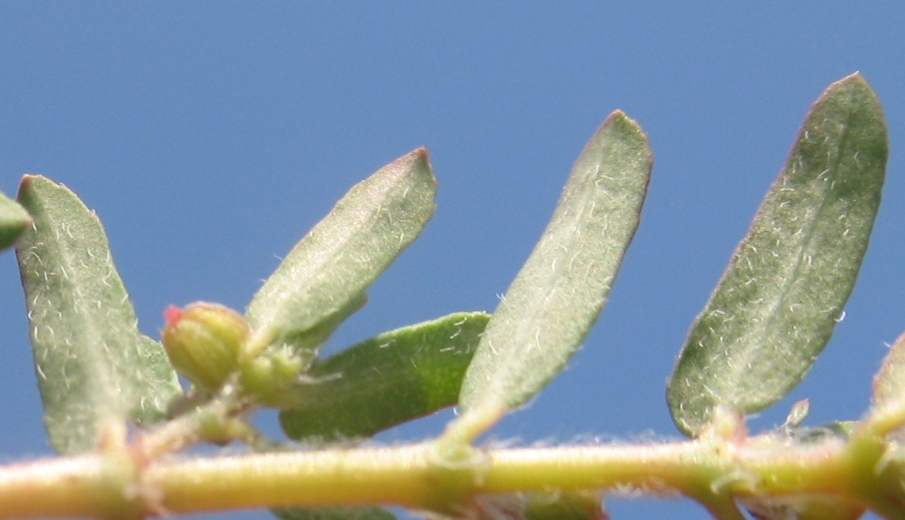 Изображение особи Euphorbia maculata.