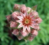 Sempervivum tectorum. Цветки и бутоны. Московская обл., Раменский р-н, окр. дер. Хрипань, дачный участок. 03.07.2003.