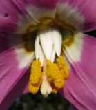 Erythronium sajanense