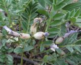 Astragalus megalanthus. Завязавшиеся плоды с увядающими венчиками цветков и листья. Казахстан, Восточно-Казахстанская область; Западный Алтай, скл. Ульбинского хребта, окр. с. Ушановское. 21.05.2012.