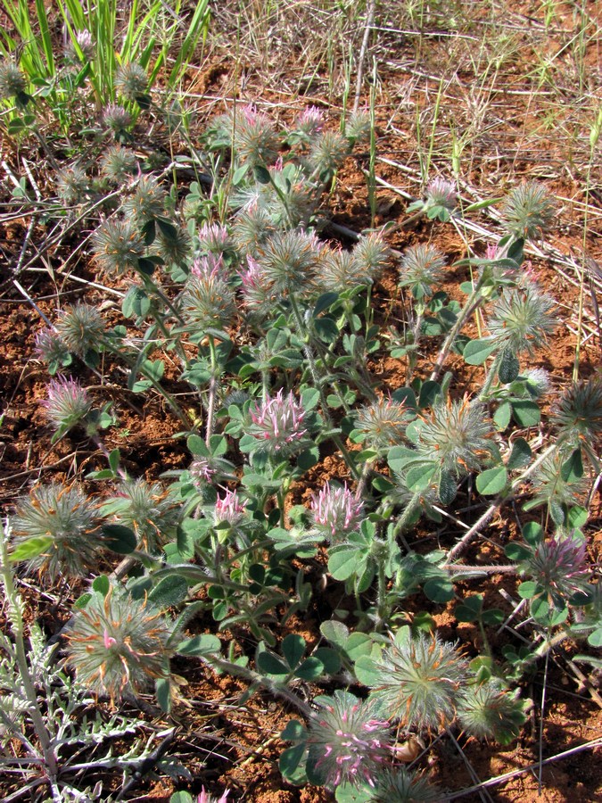 Image of Trifolium hirtum specimen.