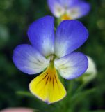 Viola tricolor. Цветок. Украина, Черкасская обл., Каневский р-н, региональный ландшафтный парк \"Трахтемиров\", остепнённый участок. 26 мая 2012 г.