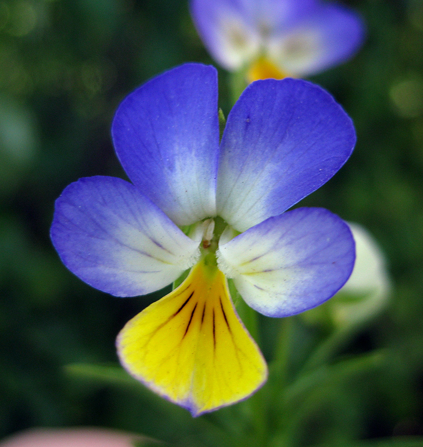 Изображение особи Viola tricolor.