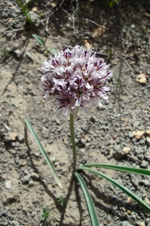 Image of Allium leonidis specimen.