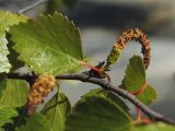 Betula × kusmisscheffii