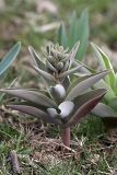Korolkowia sewerzowii. Зацветающее растение. Южный Казахстан, западный склон горы 797.3 в 0.5 км западнее шоссе Корниловка-Пестели. 31.03.2012.