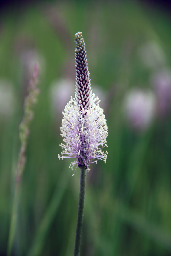Image of Plantago media specimen.